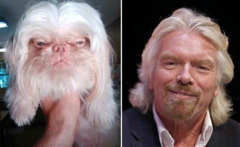 Des stars et des animaux