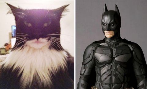 Des stars et des animaux