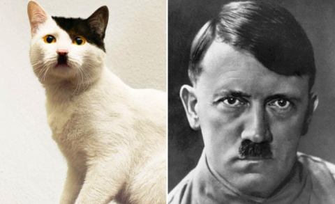 Des stars et des animaux