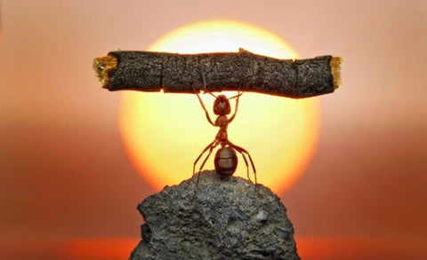 Photographies prises à l'instant décisif !